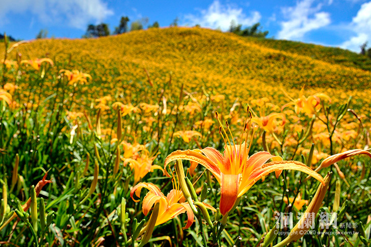 瑞穗天合酒店推「花蓮金針花季+吉蒸牧場3天2夜