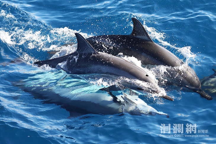 超前部「暑」！ 住花蓮福容+出海賞鯨超優惠