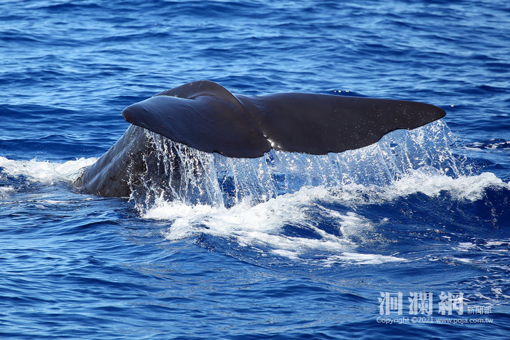 鯨豚-01.jpg