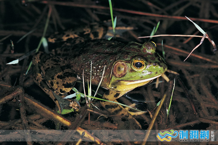 林管處辦理生物多樣性活動 邀您共襄盛舉