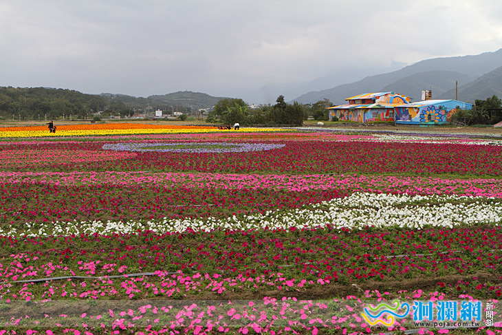 花東花海行-農村尋浪趣-富里花海本周日下午兩點