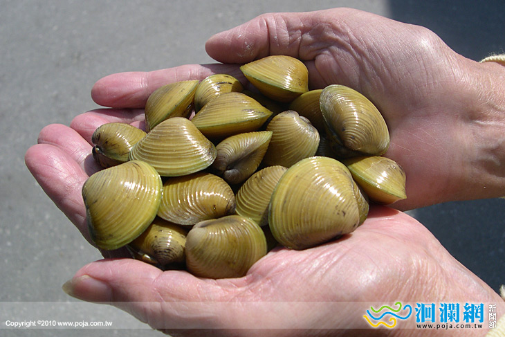 2011微笑黃金蜆節本週六日邀請鄉親體驗