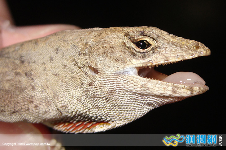 移除沙氏變色蜥外來種入侵，減低原生生態系危害