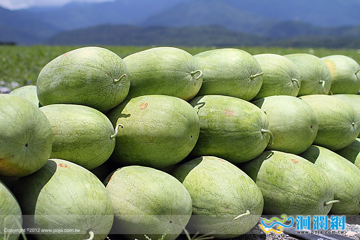 花蓮大西瓜搶鮮上市！