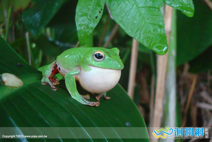 池南自然教育中心-蛙蛙新樂園 開始報名
