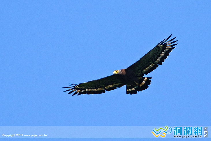 秋高氣爽虎頭山賞鷹、追鷹去~