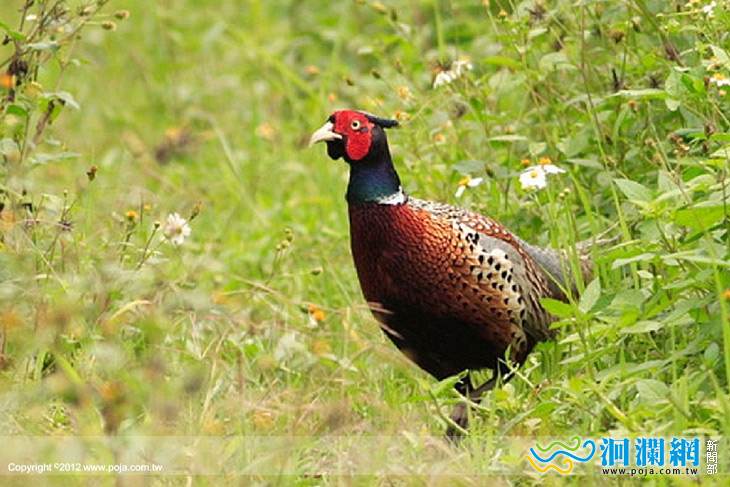 環頸雉出沒!!..大農大富平地森林園區賞鳥趣