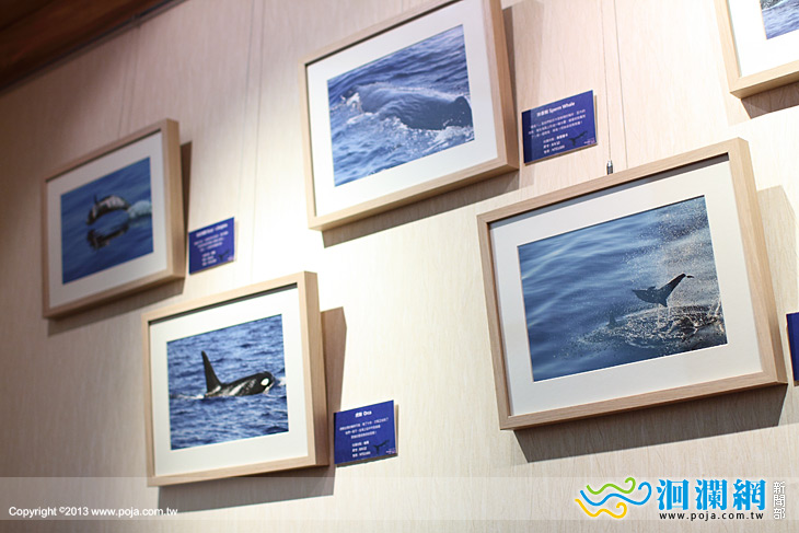 探索鯨靈奇幻之旅攝影展-03.jpg