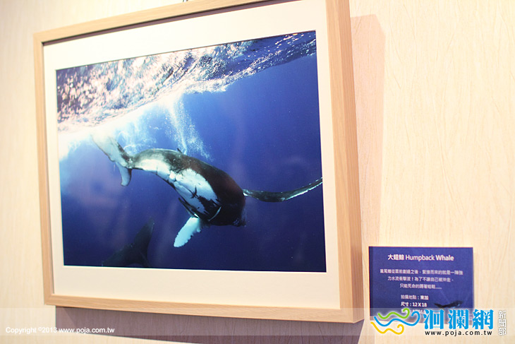 探索鯨靈奇幻之旅攝影展-02.jpg