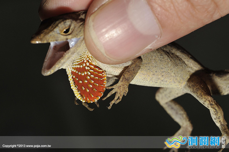 通緝沙氏變色蜥  徵求彈射高手