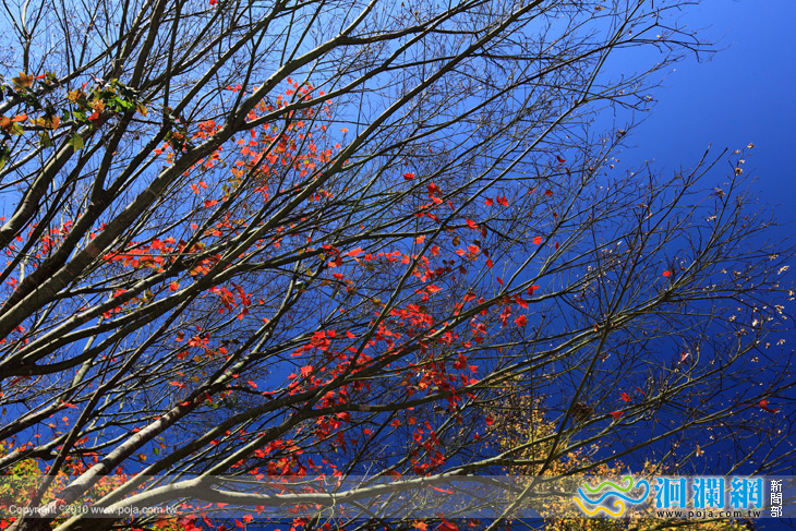 中橫楓紅了體驗活動報名囉~