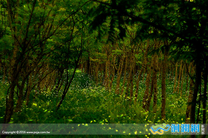 平地森林園區賞螢趣加場放送!