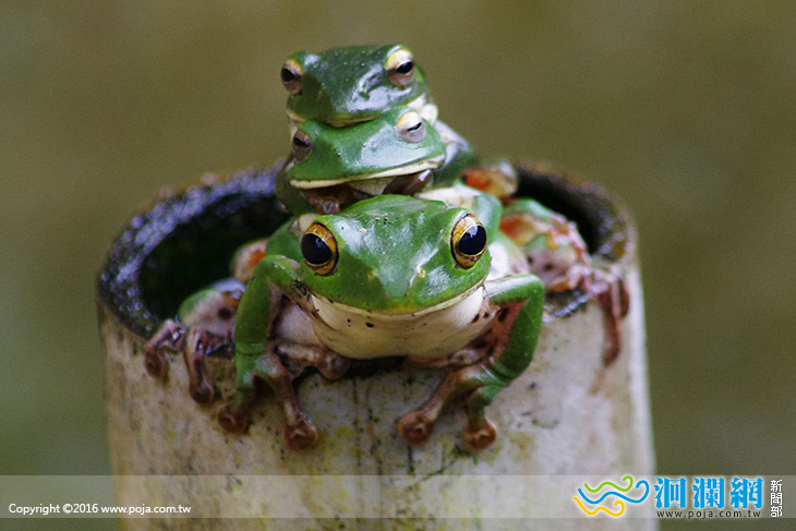 池南自然教育中心 蛙蛙新樂園主題活動