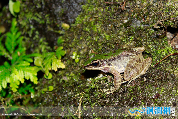 探訪夜晚森林，窺見蛙蛙新樂園