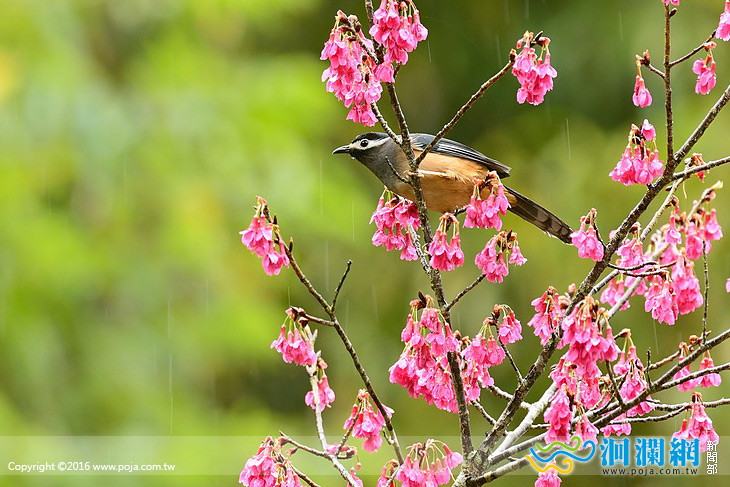 太管處 賞鳥、賞櫻、遊西寶體驗活動開始報名