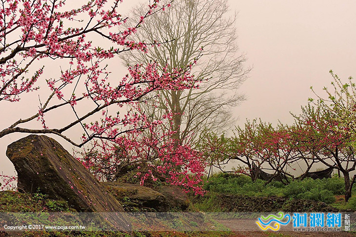 洛韶賞花慢活體驗活動第2梯次報名