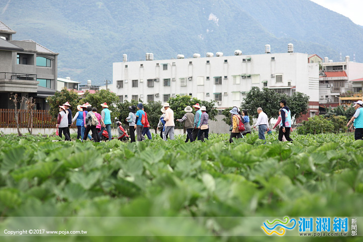 吉安桐花祭近千鄉親同歡樂，明日田野音樂客庄小旅
