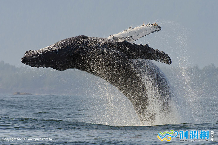 國際級的生態影展，多羅滿賞鯨邀您免費欣賞