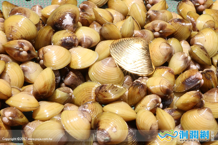 2017國際黃金蜆節，快來摸『黃金』蜆