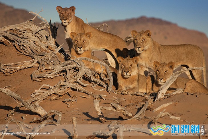 野望影展 森林大戲院」好評不斷、熱烈加映