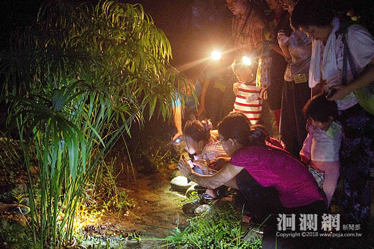 探訪夜晚池南，走進蛙蛙新樂園