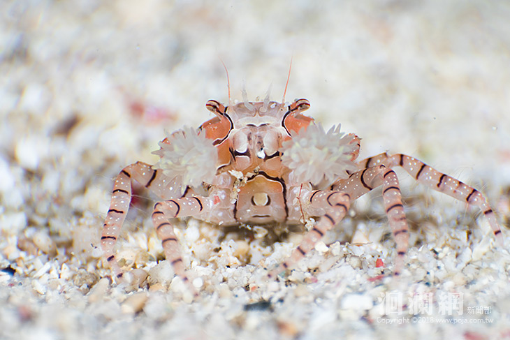 台灣史上最高獎金，綠島潛水攝影比賽等您來挑戰