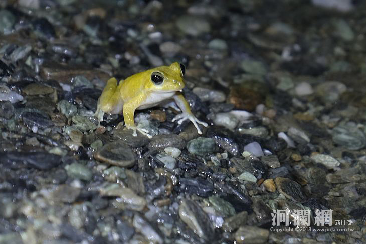 瑞穗生態教育館-紅葉溪夜間自然觀察