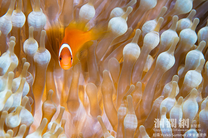 台灣綠島國際潛水攝影比賽進入最後倒數階段