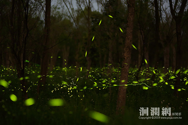 螢光嬌客提早報到，228連假可先賞一波