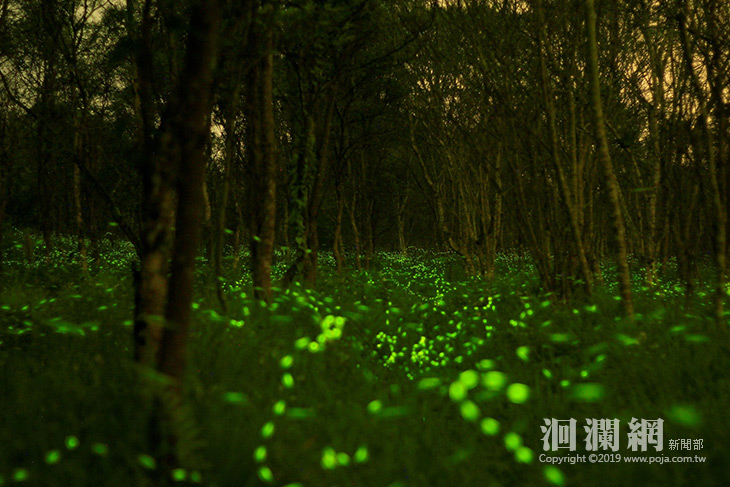 林管處螢火蟲.jpg