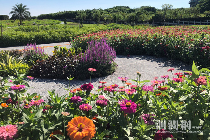  2019曼波園區花海野餐音樂會，邀您一同賞花賞月