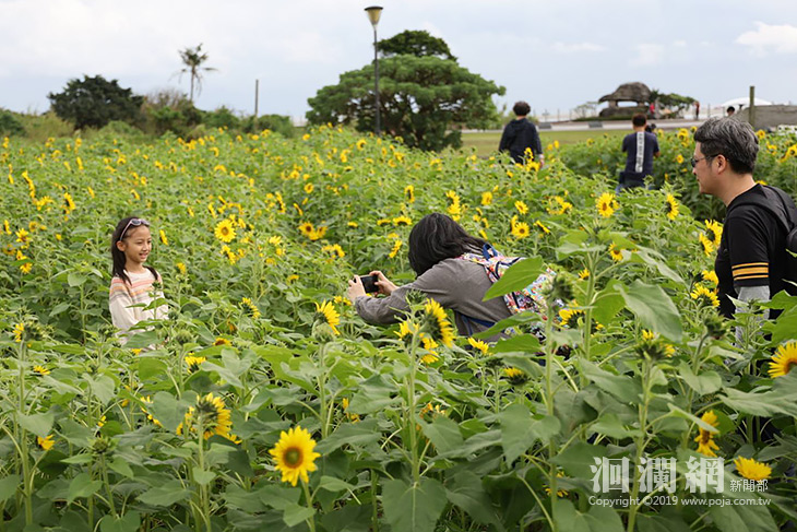 2/8花蓮洄瀾灣，向日葵花海野餐慶元宵