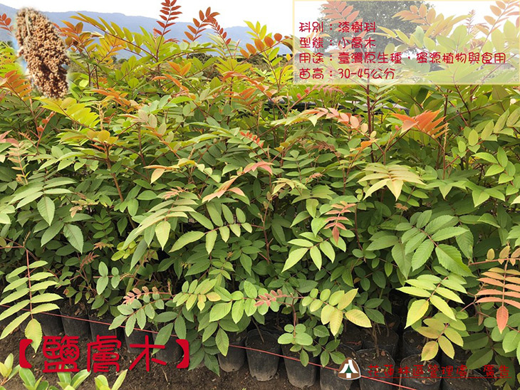 響應321國際森林日，林管處池南贈原生種苗