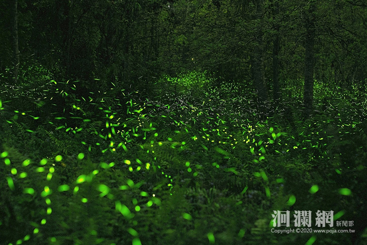 大農大富賞螢季 圓滿落幕