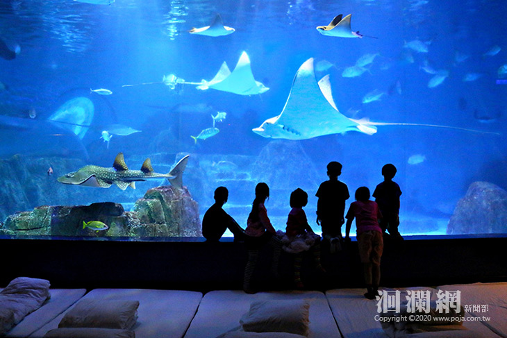 2020夜宿水族館，海洋公園全新升級「親親夜未眠」