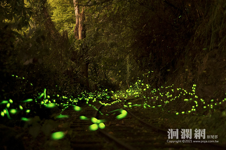 池南帶你“螢”向夏夜 體驗「拜訪夜光家族」