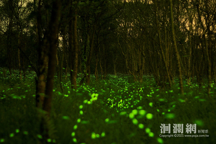 大農大富賞螢攝影賽，廣邀攝手紀錄精彩螢光