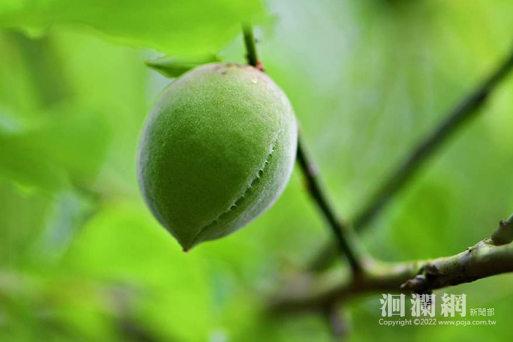 「梅好時光」共享春分時節釀梅趣 3/7開始報名