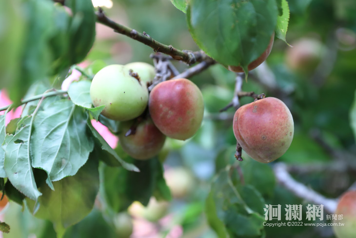富里青梅大出好時節!快來富里採梅釀梅品嚐在梅