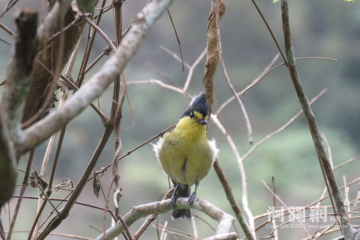 111年「太魯閣賞鳥趣」體驗活動 邀請您到布洛灣賞