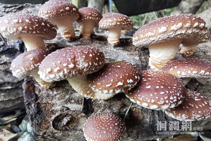 段木香菇栽培課程5場次 免費用免報名參加