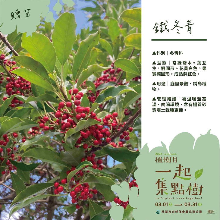 樹苗卡-4-鐵冬青.jpg