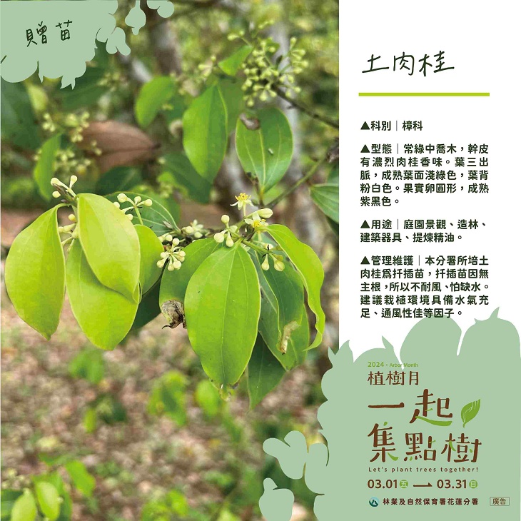 樹苗卡-2-土肉桂.jpg