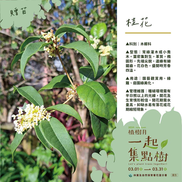 樹苗卡-6-桂花.jpg