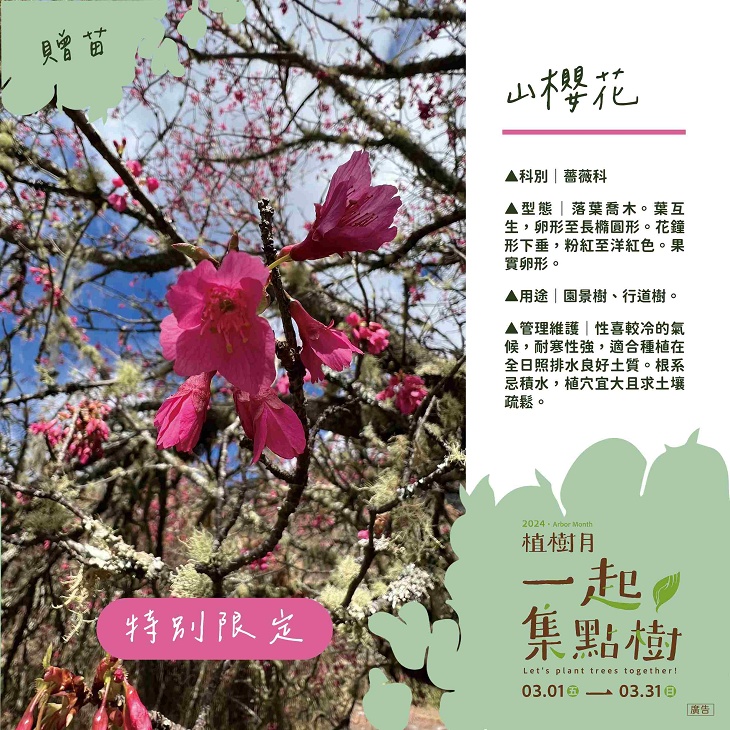 樹苗卡-9-山櫻花.jpg