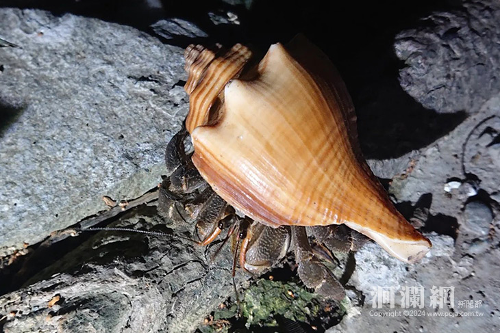 「夜訪小野柳」四月起於東部海岸富岡地質公園重
