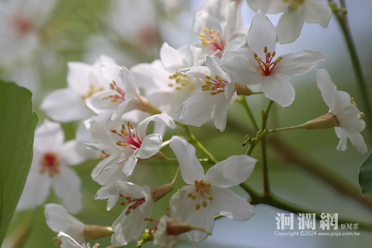 「定定仔行」在桐花樹下 花蓮市小旅行報名起跑