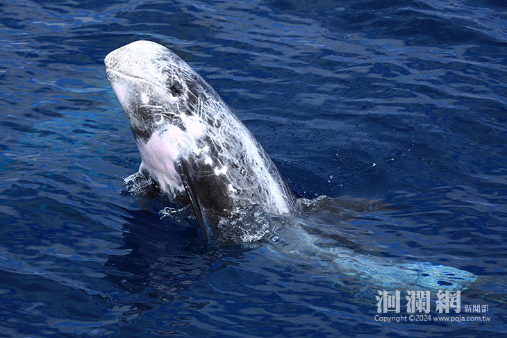 首屆【鯨豚日市集】以東部常見花紋海豚為主題7/