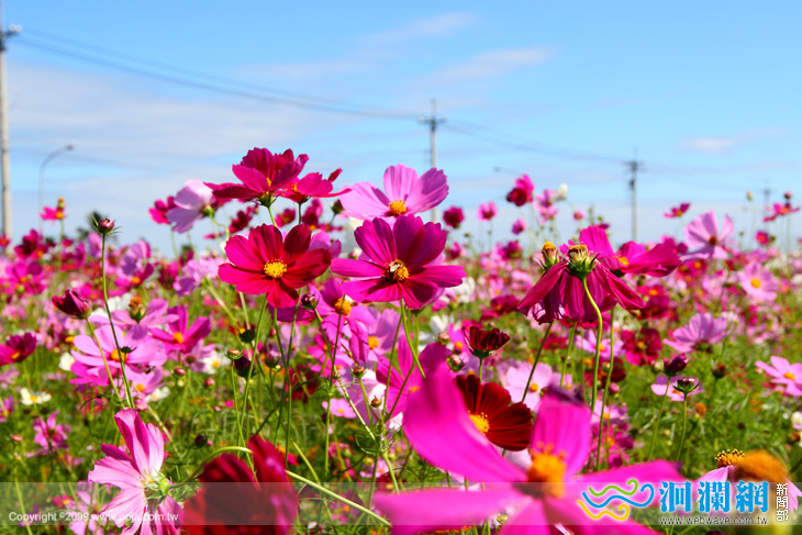 花蓮波斯菊花海-第一彈