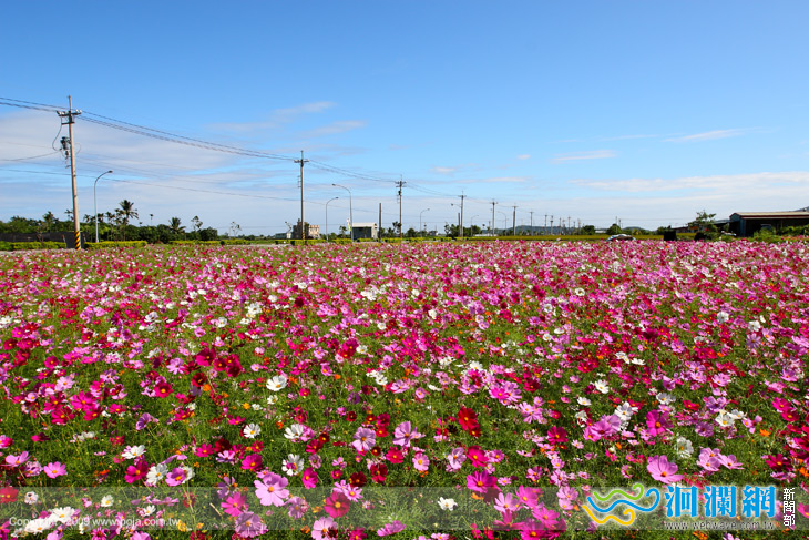 2009花東花海季～魅力農村 花田饗宴
